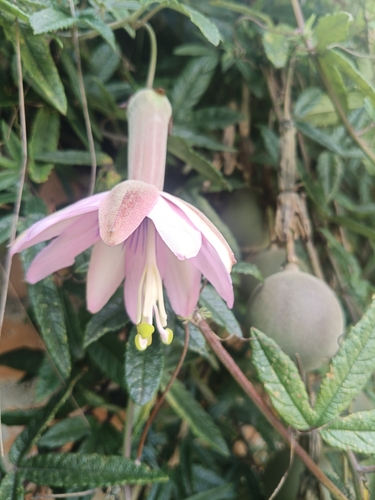 Passiflora pinnatistipula (Passiflora pinnatistipula)