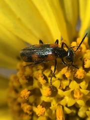 Eupompha elegans