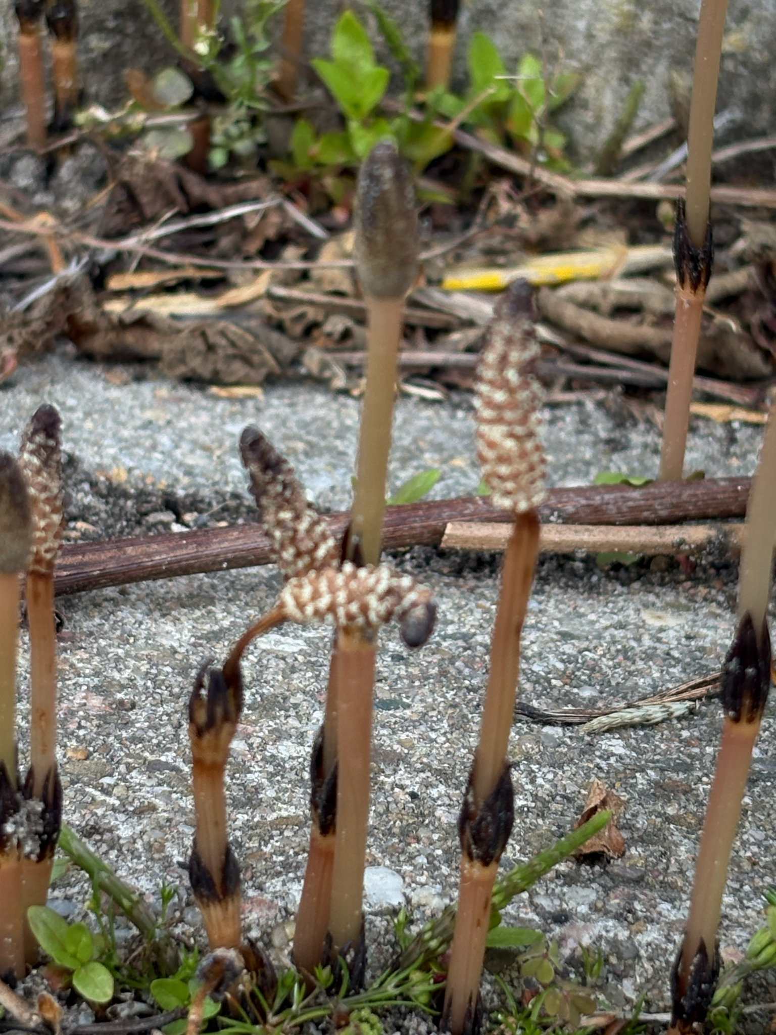 Field Horsetail (Equisetum arvense)