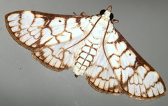Aphytoceros lucusalis