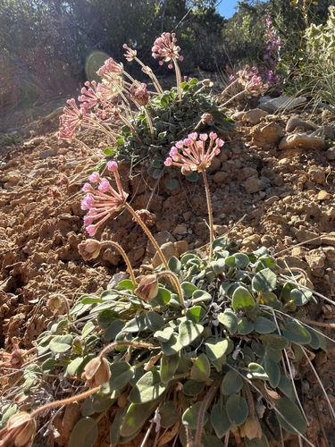 Dwarf sand verbena (Abronia nana)