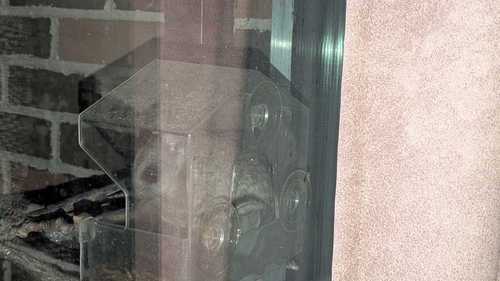 Northern Flying Squirrel observed by butterscotch_the_squirrel