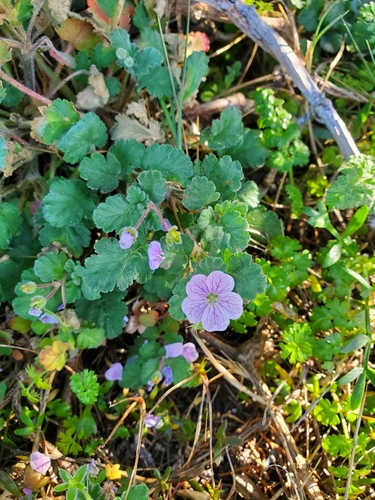 Erodium corsicum (Erodium corsicum)