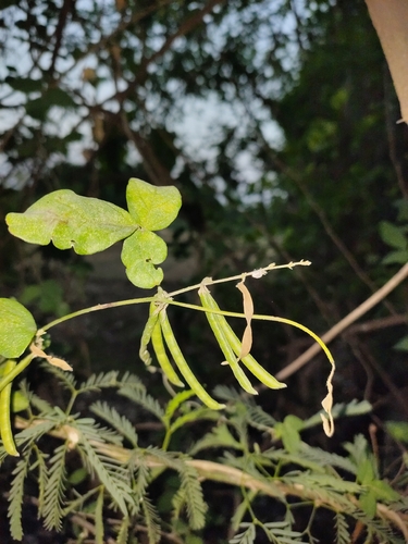 Teramnus labialis observed 2026-04-10