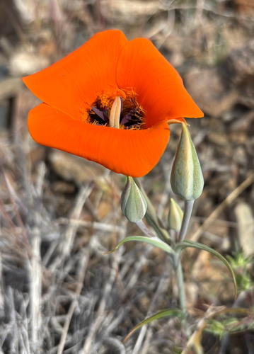 snakeleaf mariposa (Calochortus kennedyi)