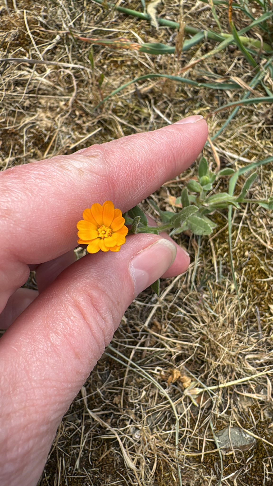 Field Marigold (Calendula arvensis)