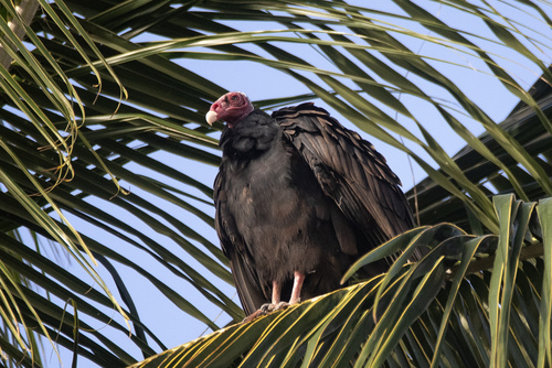 Tropical Turkey Vulture