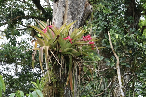Queen Mary's aechmea (Aechmea mariae)