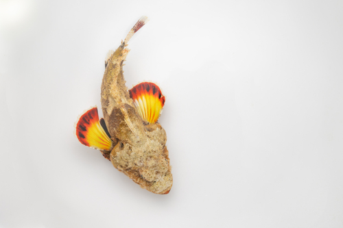 Devil scorpionfish (Scorpaenopsis diabolus) — Scorpaenidae — 2