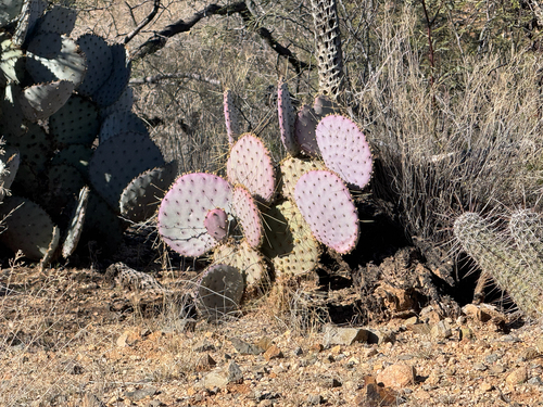 Santa Rita Pricklypear (Opuntia santa)