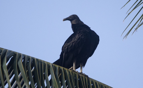 Black Vulture