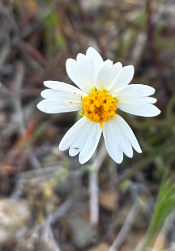whitedaisy tidytips (Layia glandulosa)