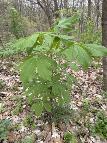 Ohio Buckeye (Aesculus glabra)