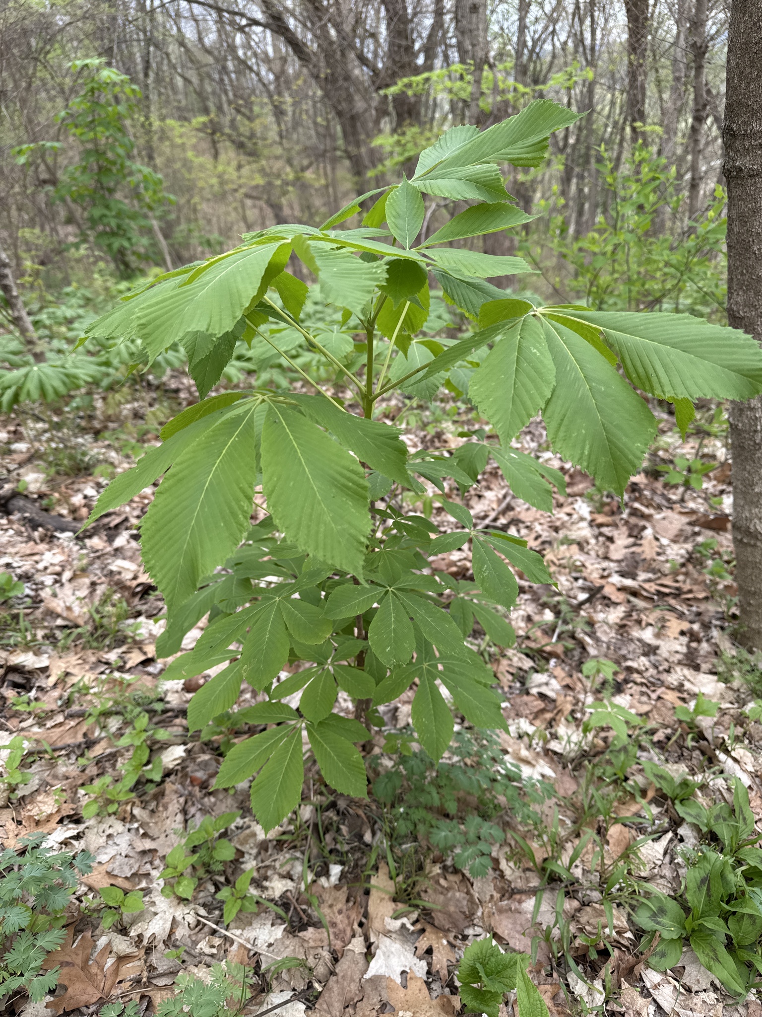 Ohio Buckeye (Aesculus glabra)
