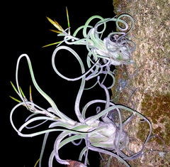 Tillandsia caput-medusae