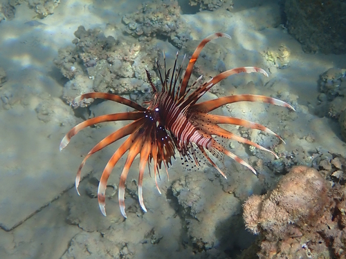Pterois miles