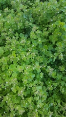 Veronica hederifolia