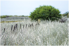 Hyalis argentea
