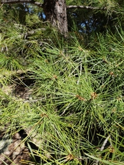 Pinus leiophylla