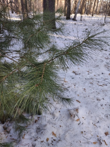 Siberian Pine (Pinus sibirica)