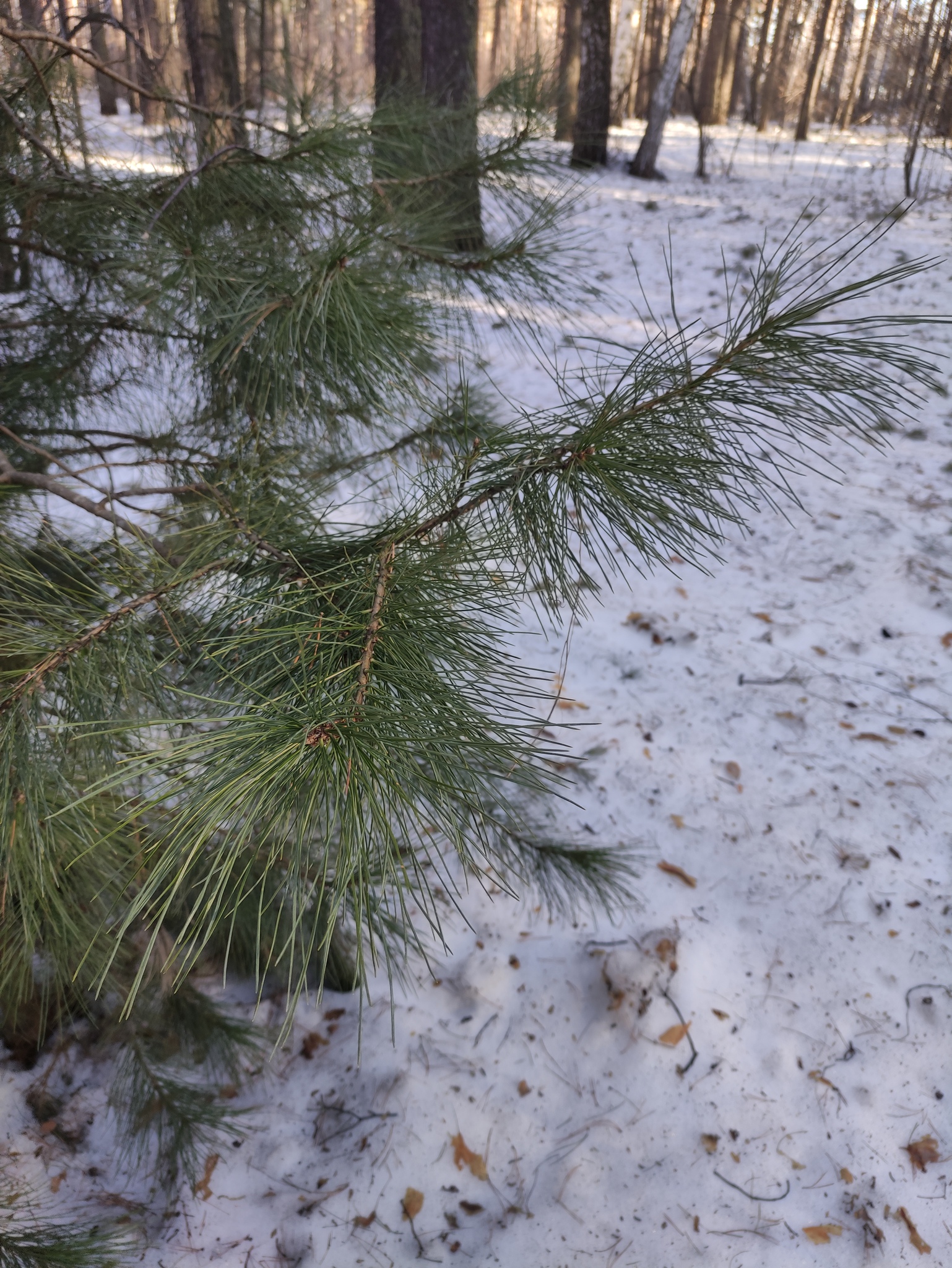 Siberian Pine (Pinus sibirica)