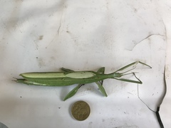 Tropidoderus childrenii