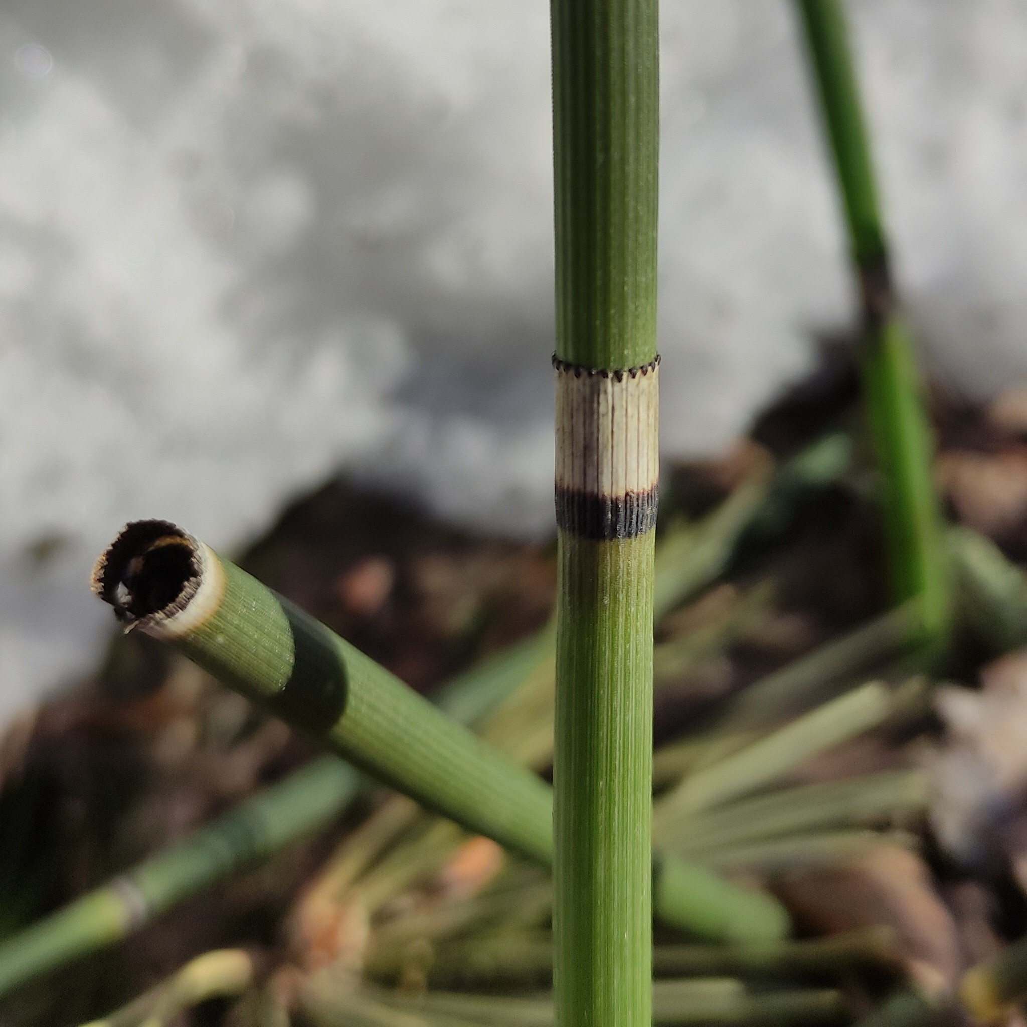 Rough Horsetail (Equisetum hyemale)