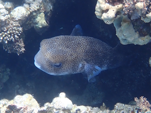 Diodon hystrix
