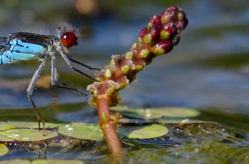 Eurasian water-milfoil