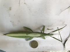 Tropidoderus childrenii