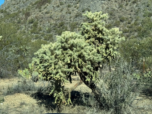 Jumping Cholla (Cylindropuntia fulgida)