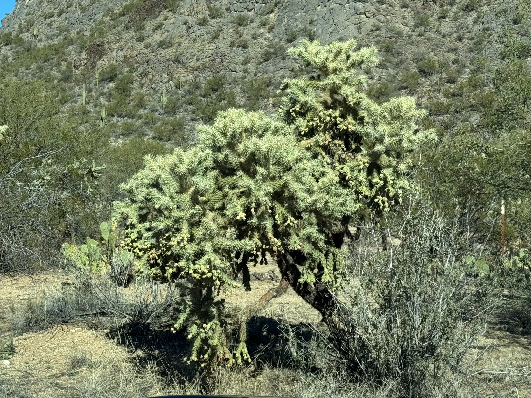Jumping Cholla (Cylindropuntia fulgida)