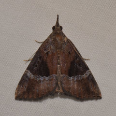 Hypena vetustalis