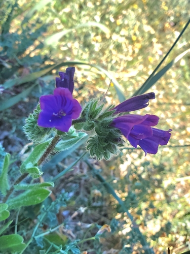 Sand Viper's Gloss (Echium sabulicola)