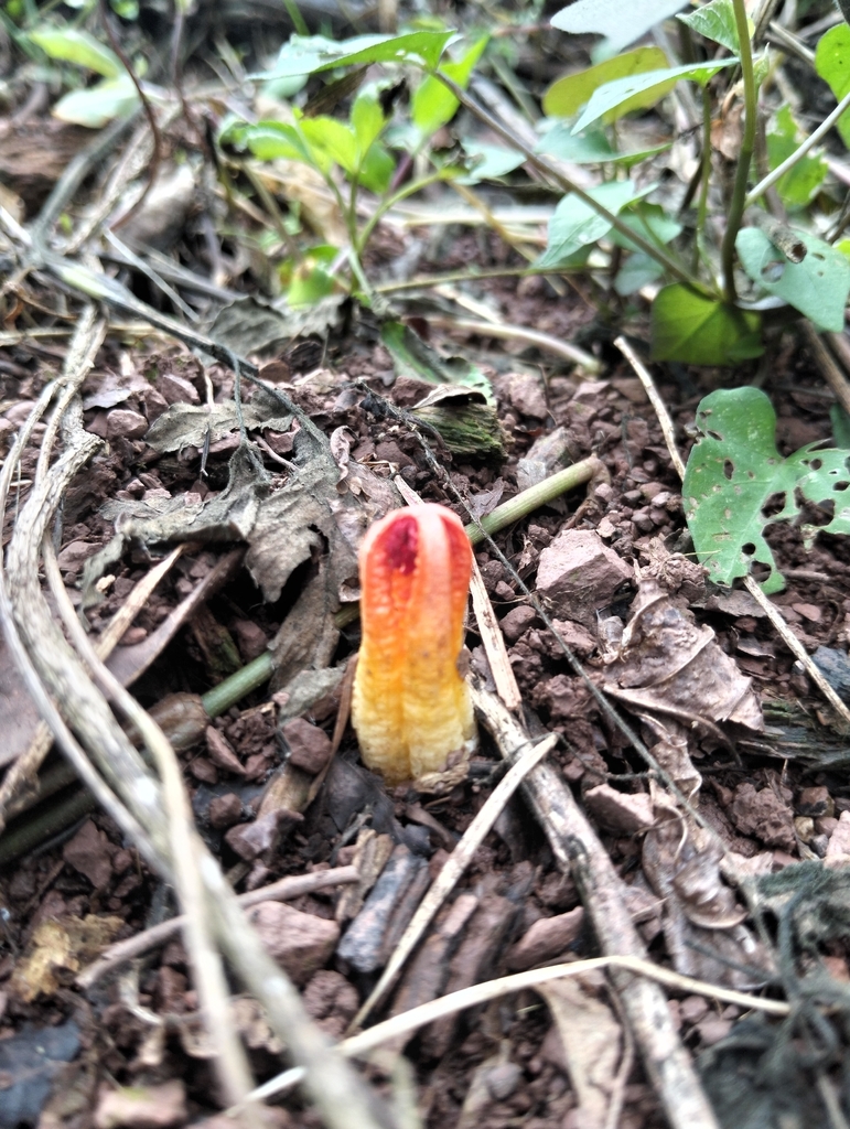 Laternea triscapa · April 2026 · photo: © tenoch_perez (iNaturalist, cc-by)