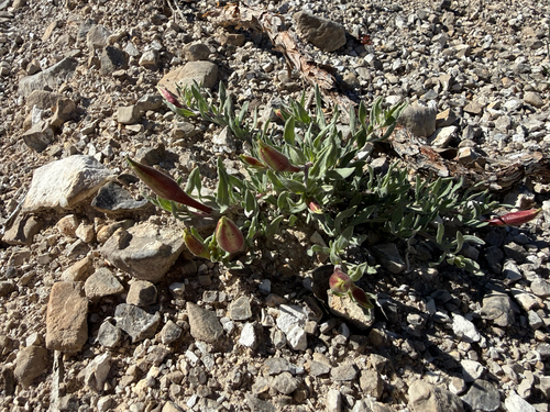 lavenderleaf sundrops (Oenothera lavandulifolia)