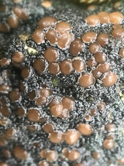 Fuscopannaria coralloidea