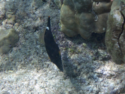 Cantherhines sandwichiensis observed 2026-04-01