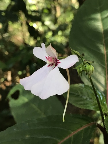 Impatiens teitensis image