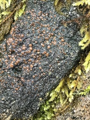 Fuscopannaria coralloidea