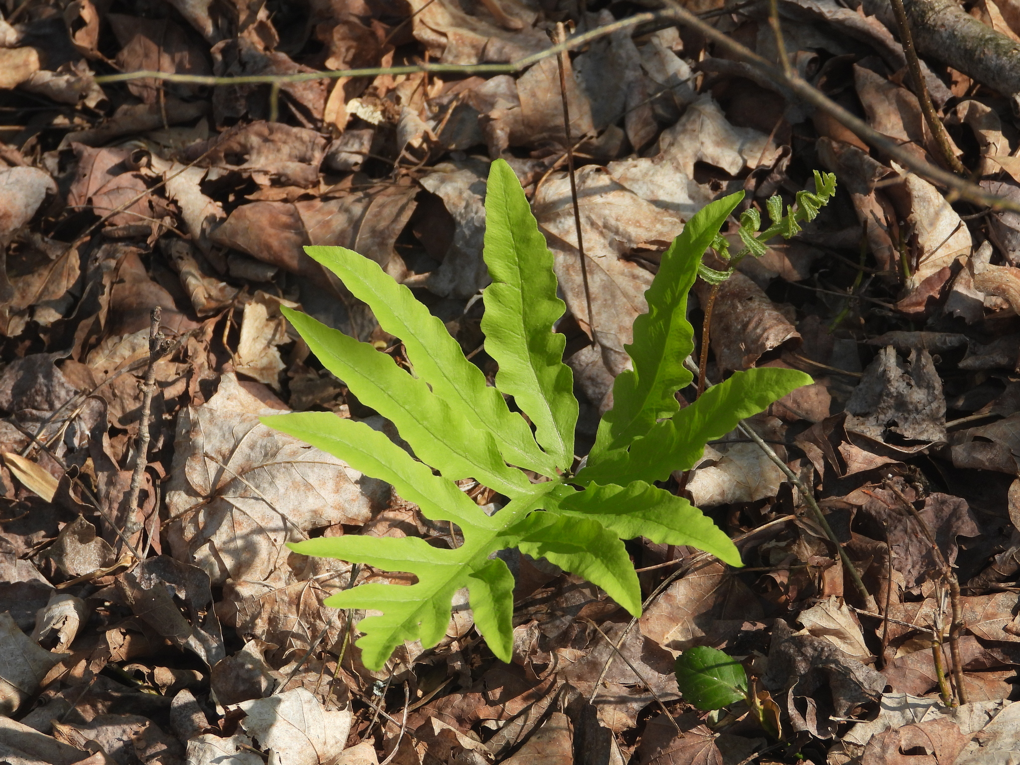 Sensitive Fern (Onoclea sensibilis)