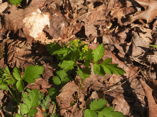 Spring Avens (Geum vernum)