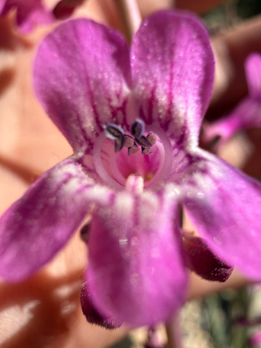 Mistaken penstemon (Penstemon confusus)
