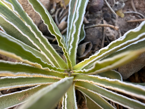 desert green gentian (Frasera albomarginata)