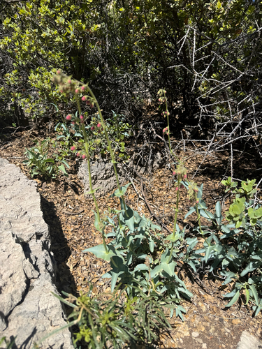 Palmer's penstemon (Penstemon palmeri)