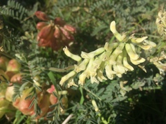 Astragalus nuttallii nuttallii