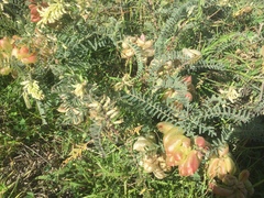 Astragalus nuttallii nuttallii