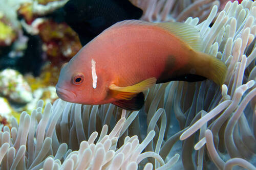 Amphiprion nigripes