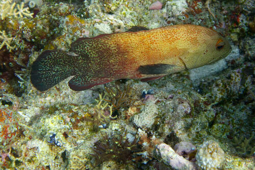 Cephalopholis nigripinnis