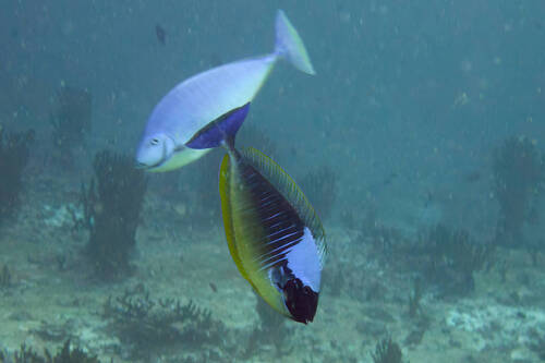 Naso hexacanthus